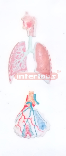 HUMAN RESPIRATORY SYSTEM WITH HANGING ENLARGED ALVEOLI (RELIEF)